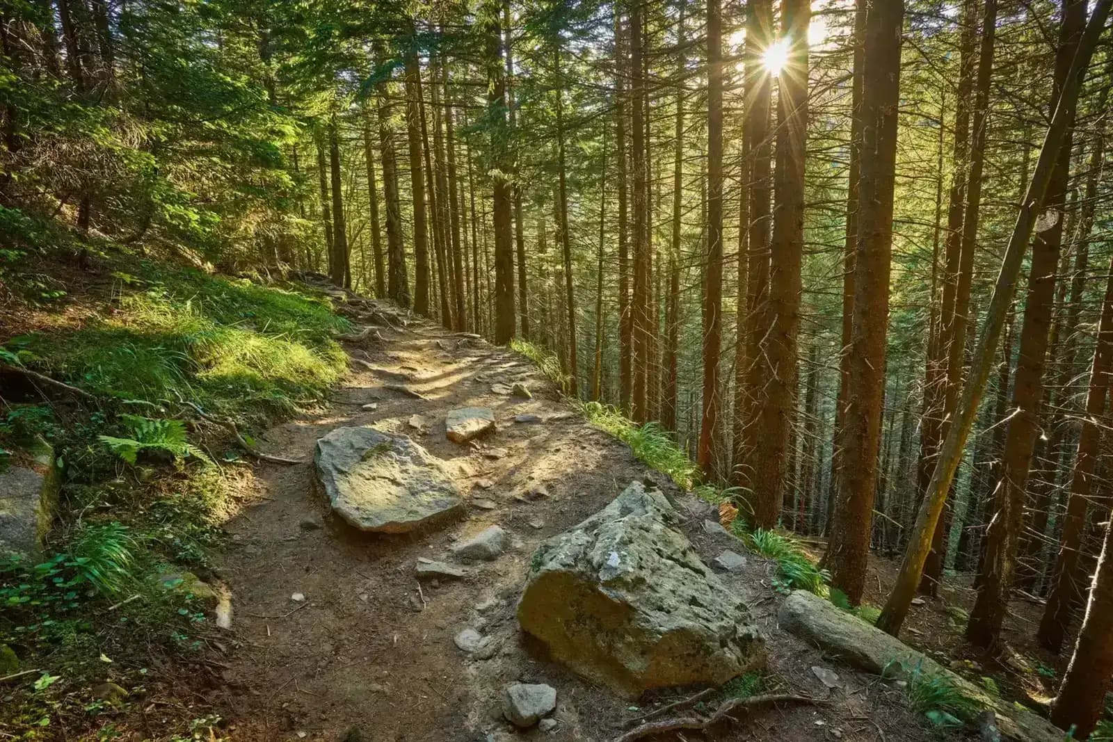 Vosges Mountains 2